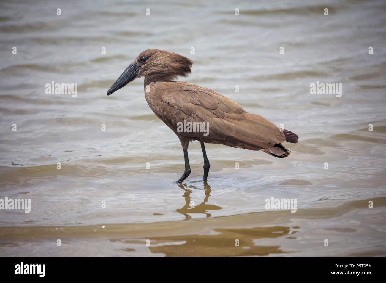 Il hamerkop (Scopus umbretta), al canale Kazinga, Queen Elizabeth National Park, Uganda, Africa orientale Foto Stock