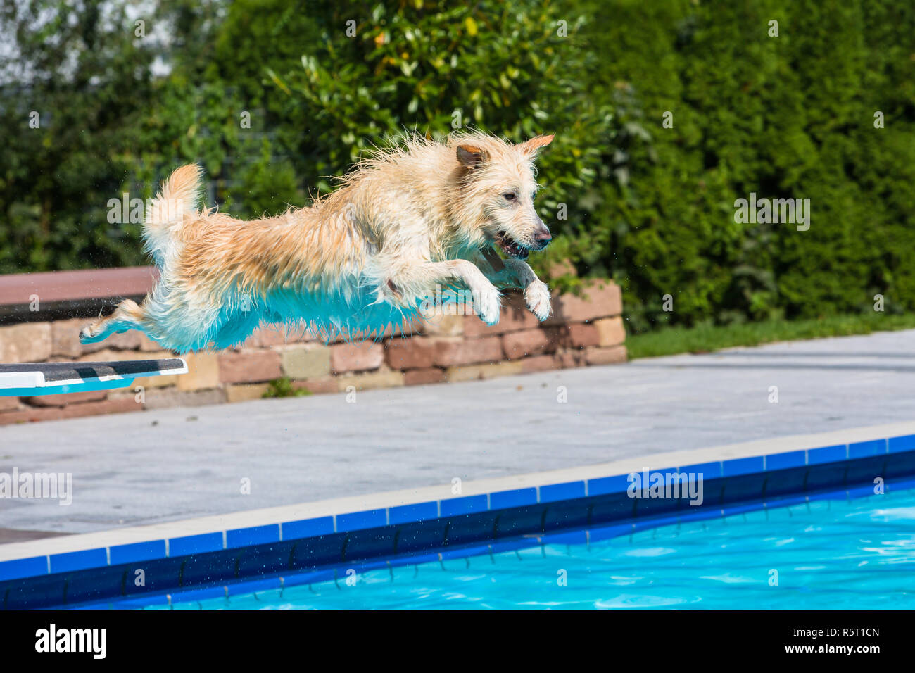 Hund springt in piscina Foto Stock