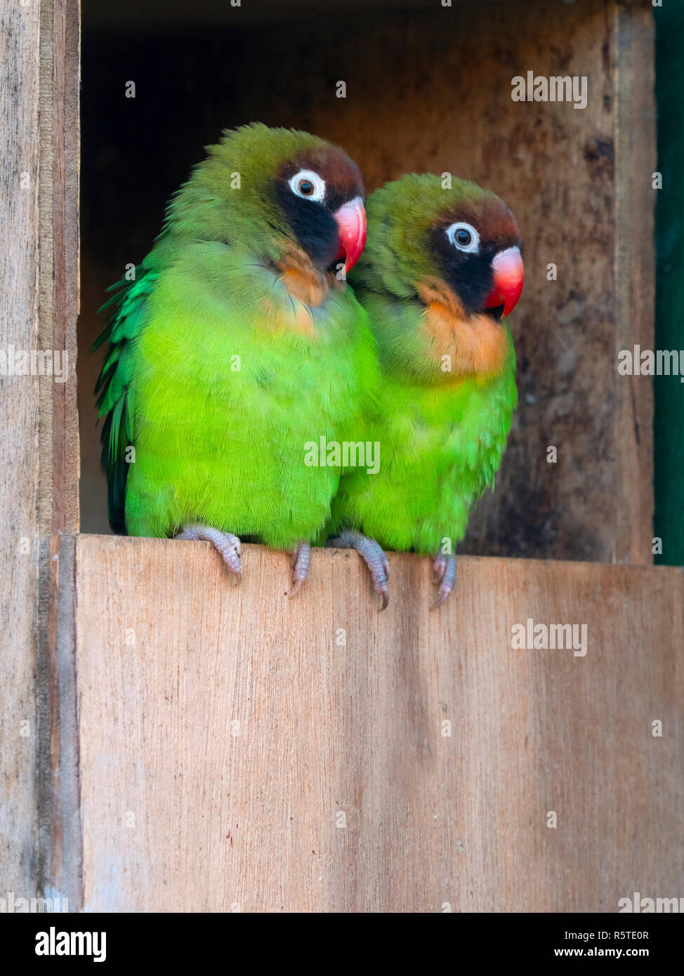 Nero-cheeked lovebird Agapornis nigrigenis Foto Stock