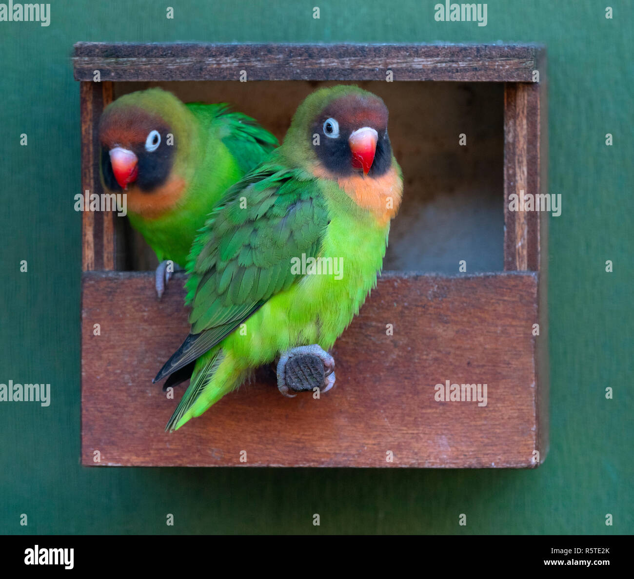Nero-cheeked lovebird Agapornis nigrigenis Foto Stock