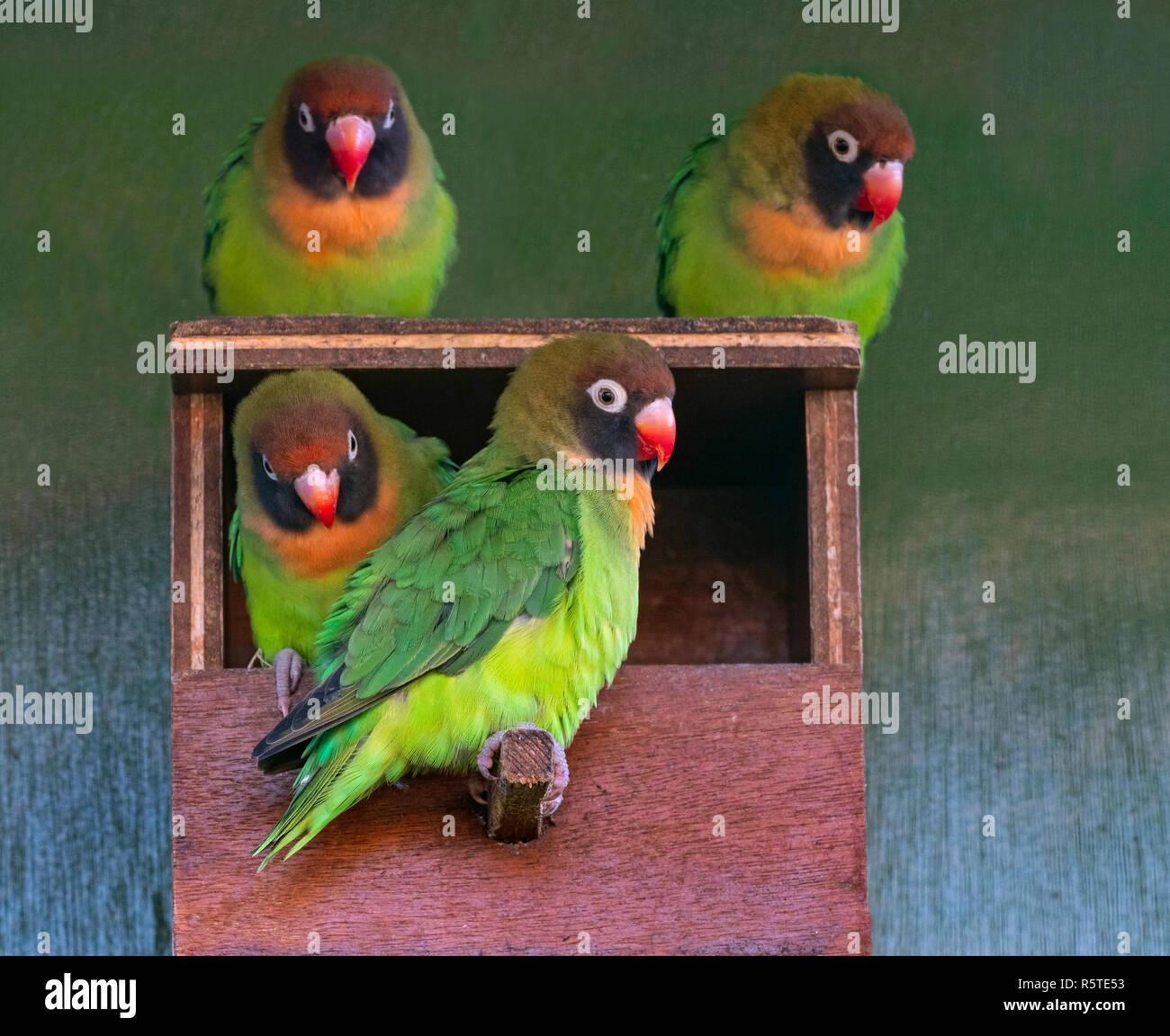 Nero-cheeked lovebird Agapornis nigrigenis Foto Stock
