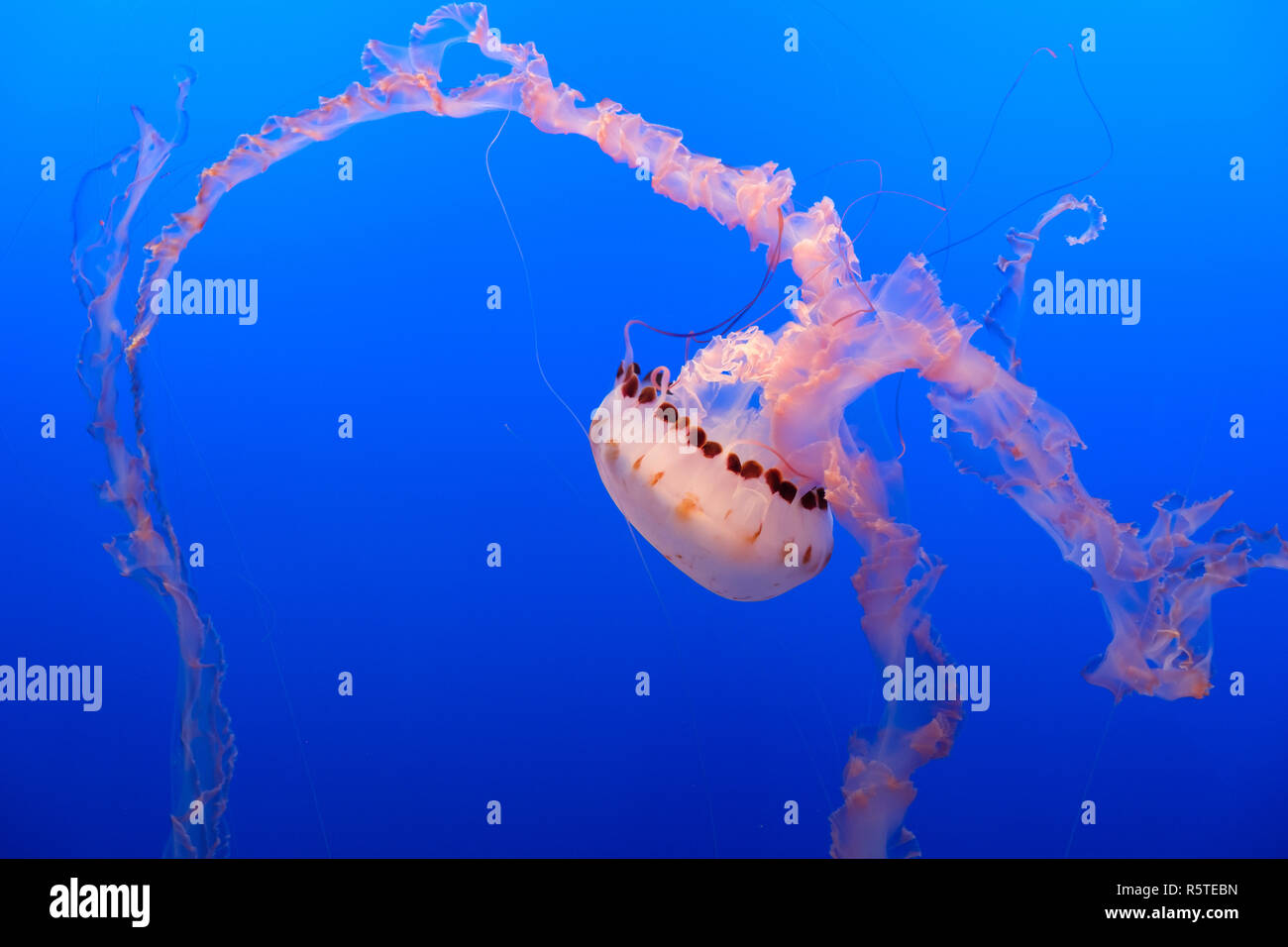 Meduse o Rhizostoma pulmo galleggianti in acquario Foto Stock