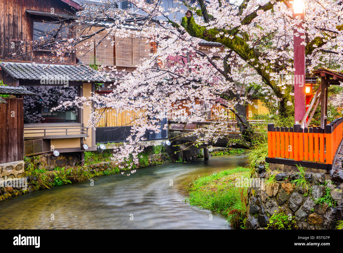 Kyoto, Giappone lungo Shirakawa Dori Street nella stagione primaverile. Foto Stock