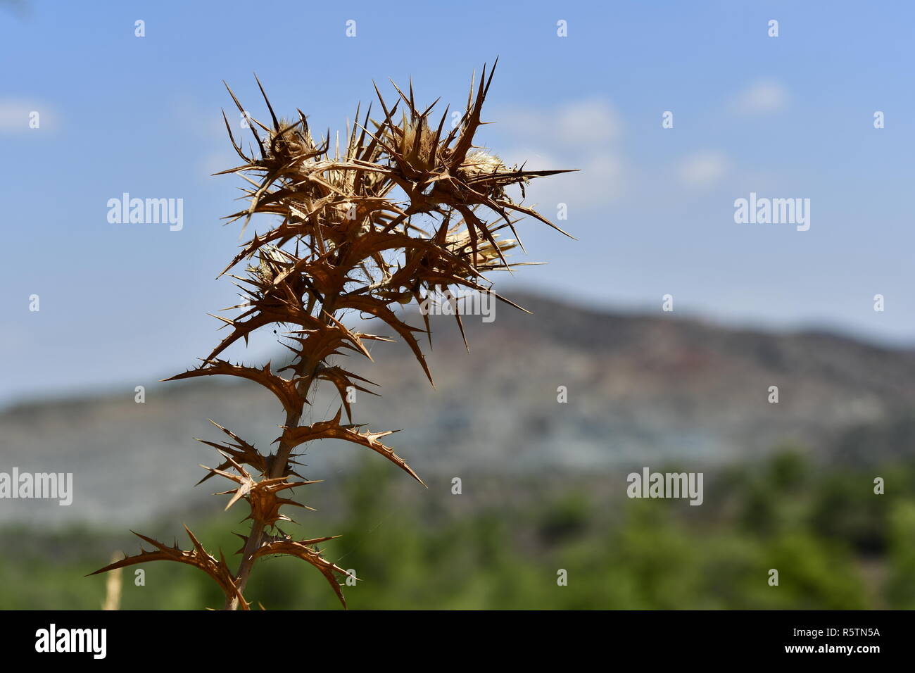 Fiori di cardo e sulle montagne di Cipro Foto Stock