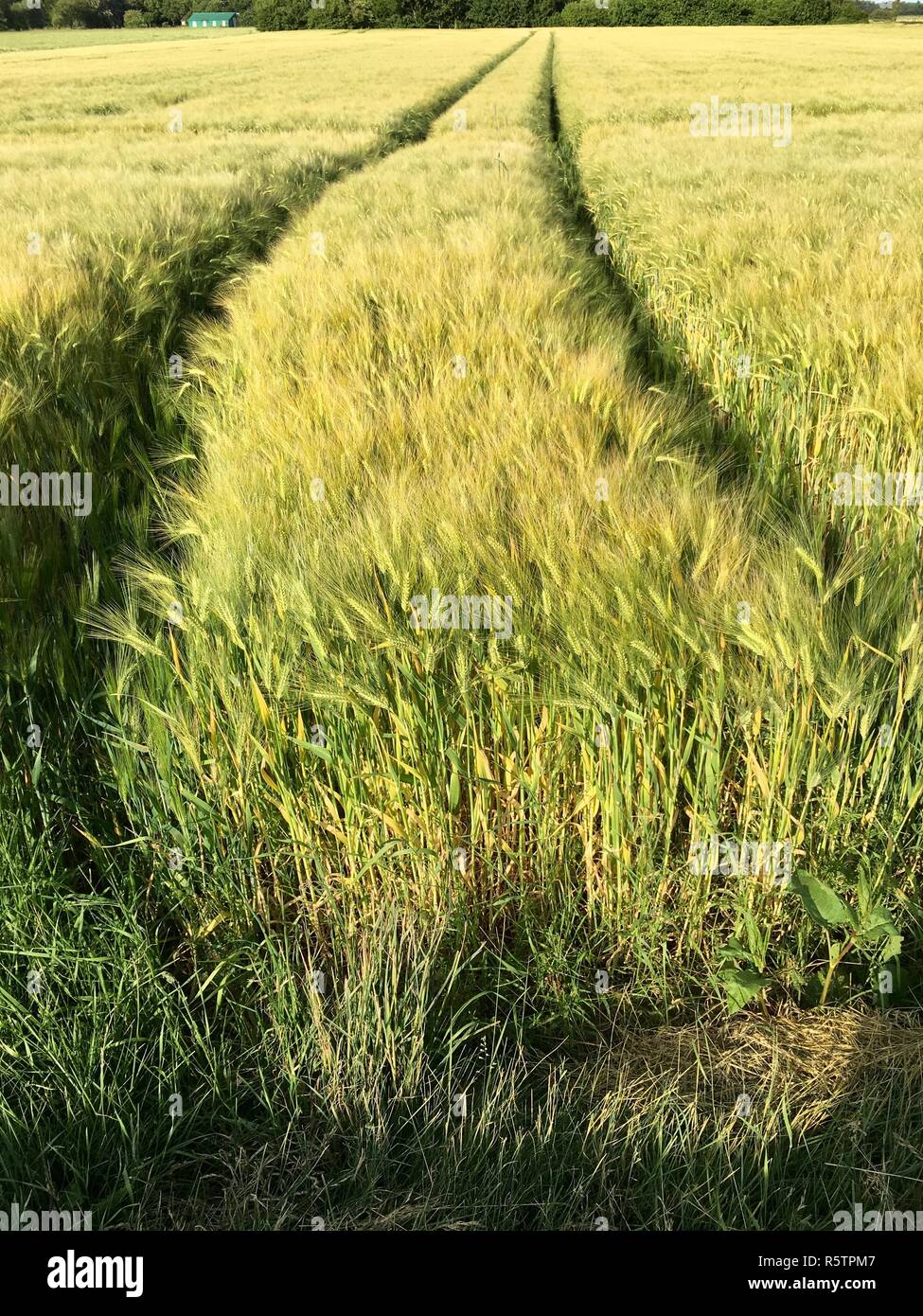 Tracce di pneumatici di un trattore più grande in un campo Foto Stock