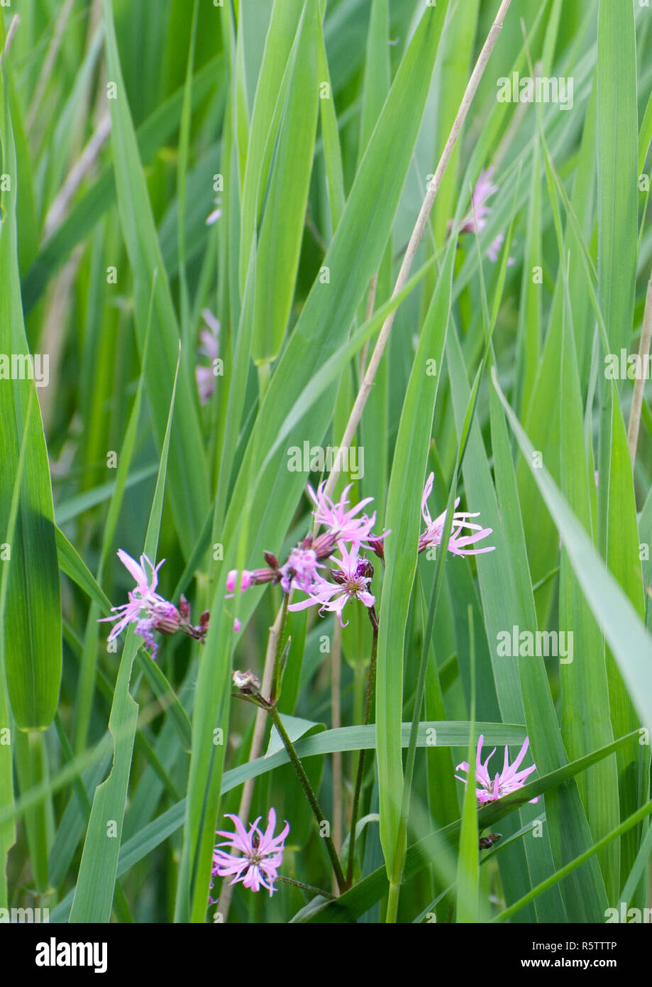 Zone umide Foto Stock