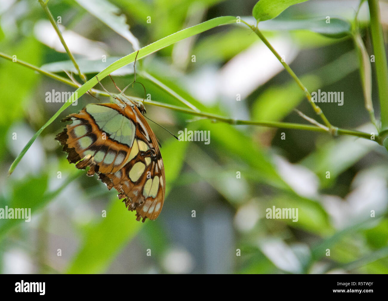 Farfalla Foto Stock