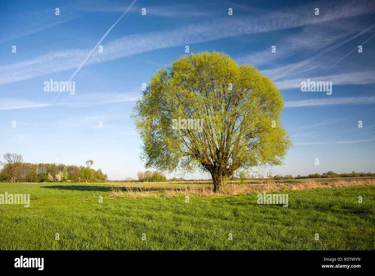 Willow Tree sul prato e nubi sul cielo blu Foto Stock