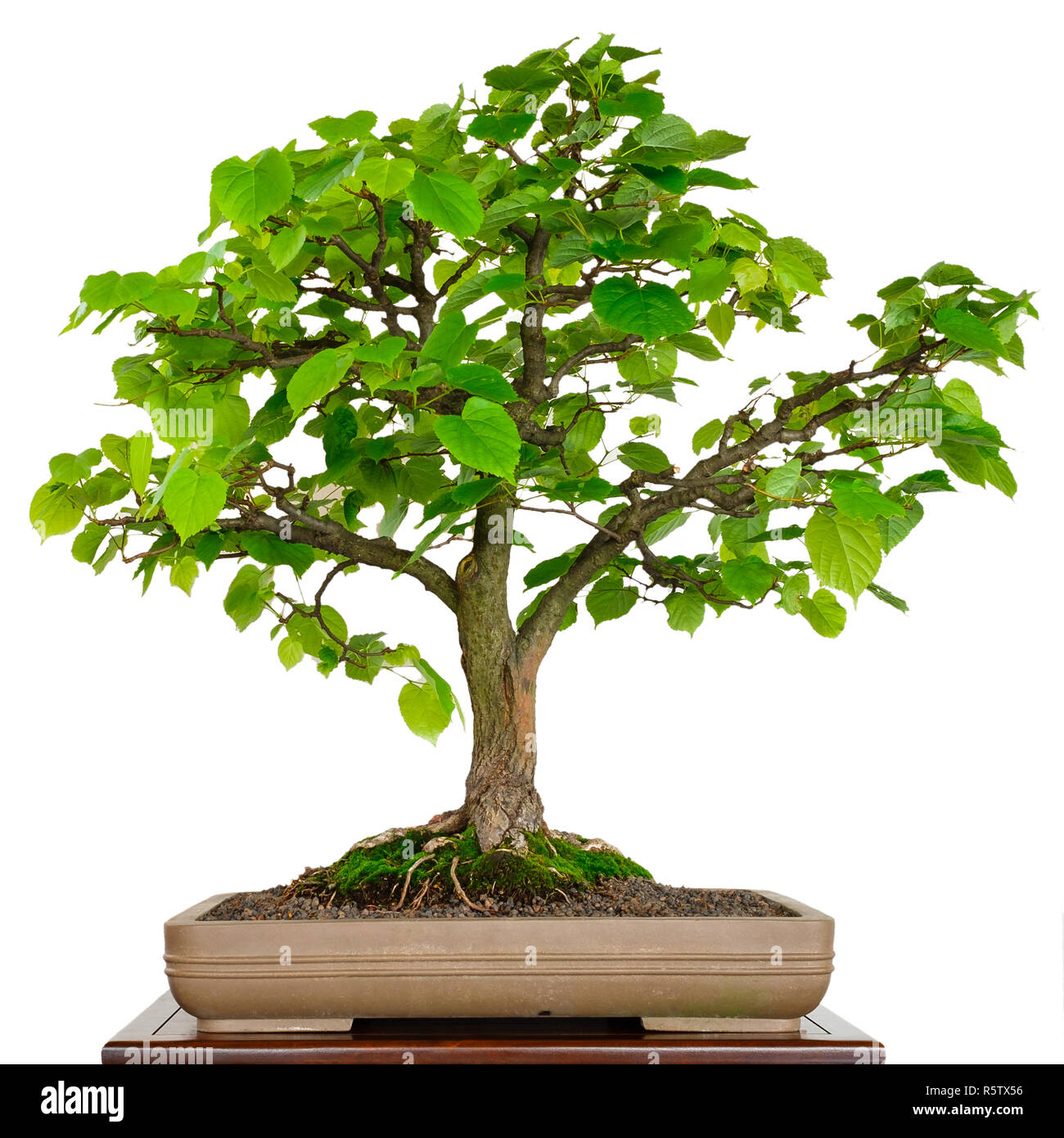 Linden come un albero di bonsai in una ciotola Foto stock - Alamy