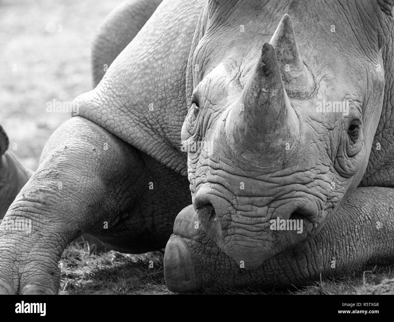 Close up East African rinoceronte nero guardando dritto alla telecamera. Fotografato in monocromia a Port Lympne Safari Park vicino a Ashford Kent REGNO UNITO. Foto Stock