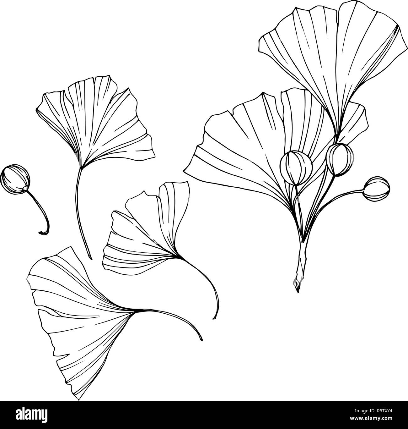 Vettore. Incisa in bianco e nero foglia di ginkgo. Impianto del giardino botanico. Isolate il ginkgo illustrazione elemento. Illustrazione Vettoriale