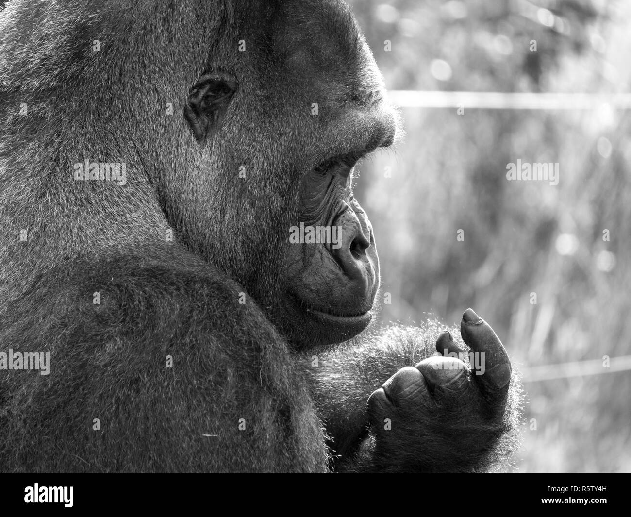 Close up della pianura occidentale maschio adulto Gorilla Silverback ispezionando le sue unghie. Fotografato in monocromia a Port Lympne Safari Park vicino a Ashford Regno Unito Foto Stock