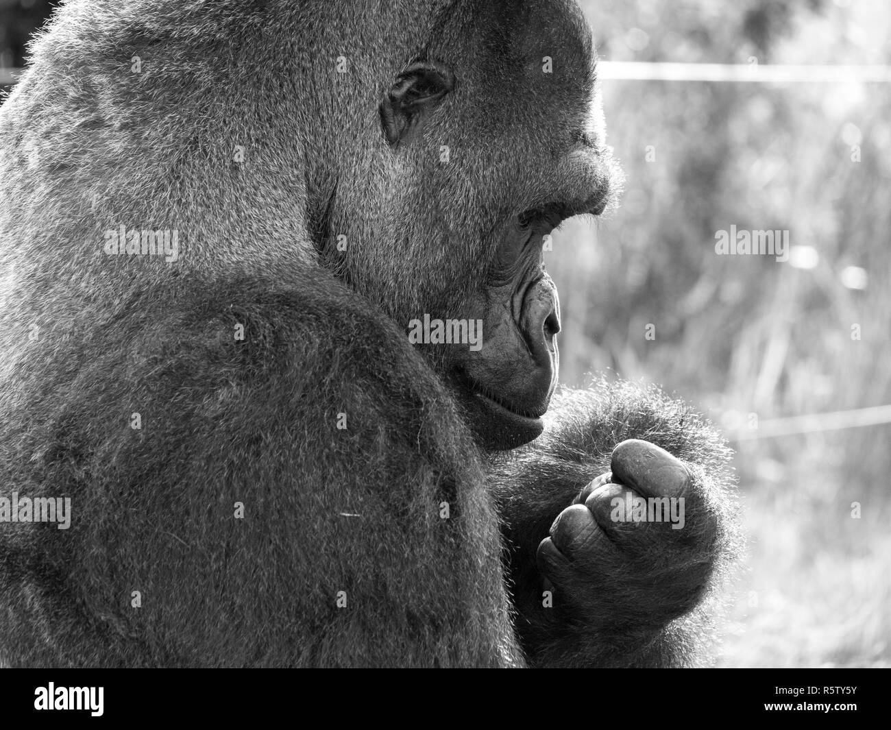 Close up della pianura occidentale maschio adulto Gorilla Silverback ispezionando le sue unghie. Fotografato in monocromia a Port Lympne Safari Park vicino a Ashford Regno Unito Foto Stock