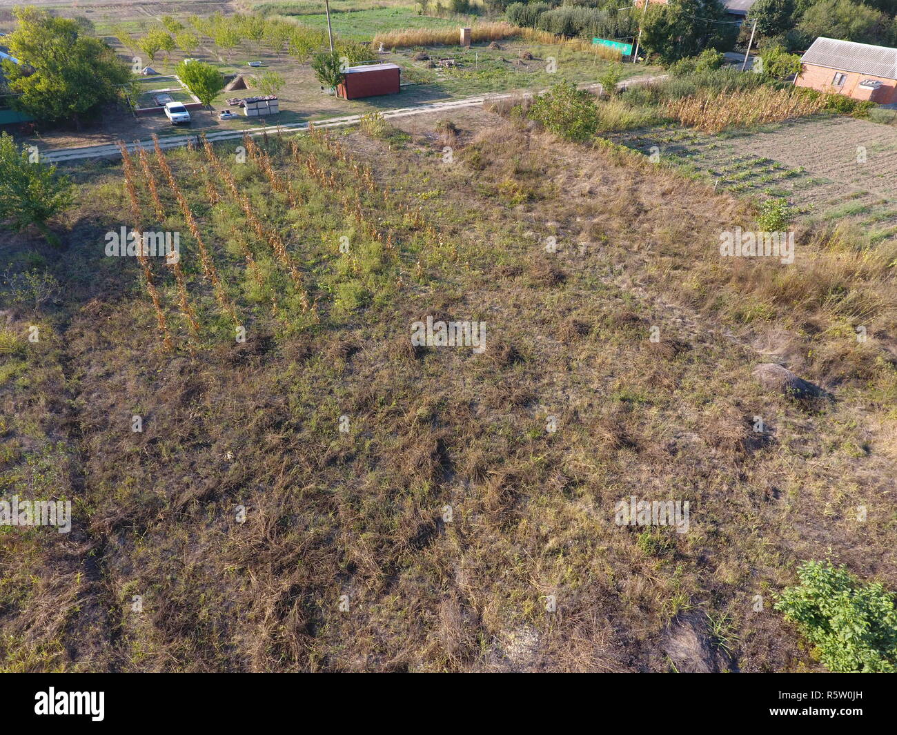 Orto in settembre. Erba secca nel giardino e alberi da frutto sul grafico. Foto Stock