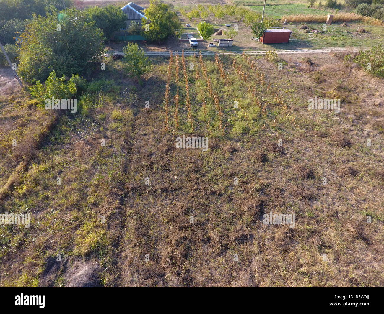 Orto in settembre. Erba secca nel giardino e alberi da frutto sul grafico. Foto Stock