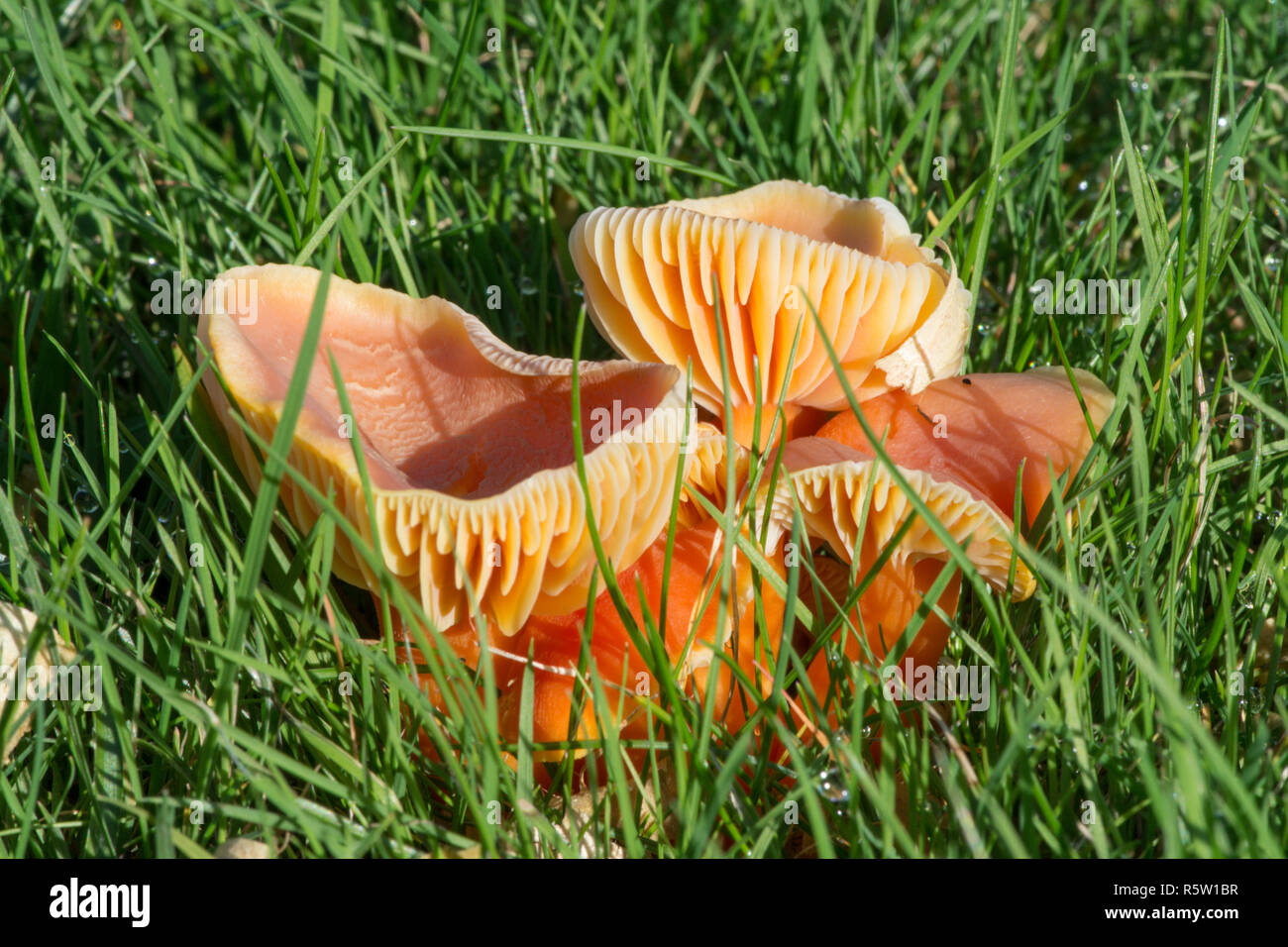 Hygrocybe reidii, miele Waxcap, funghi, toadstool, Ottobre, Sussex Foto Stock