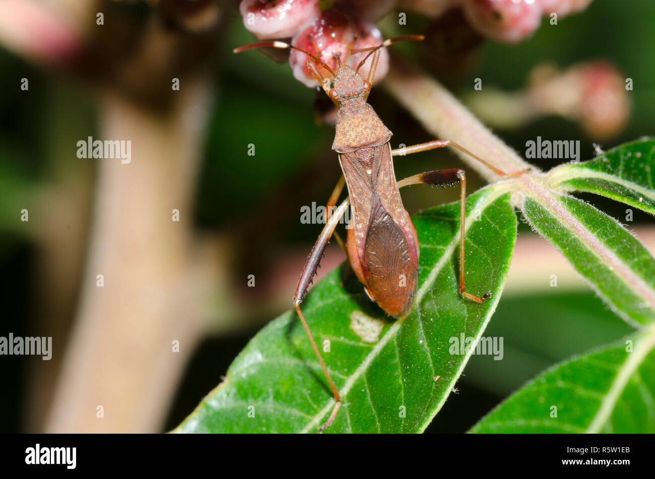 Bug di lupino, Megalotomus quinquespinosus, alimentando sul sommacco alato, Rhus copallinum, bacche Foto Stock