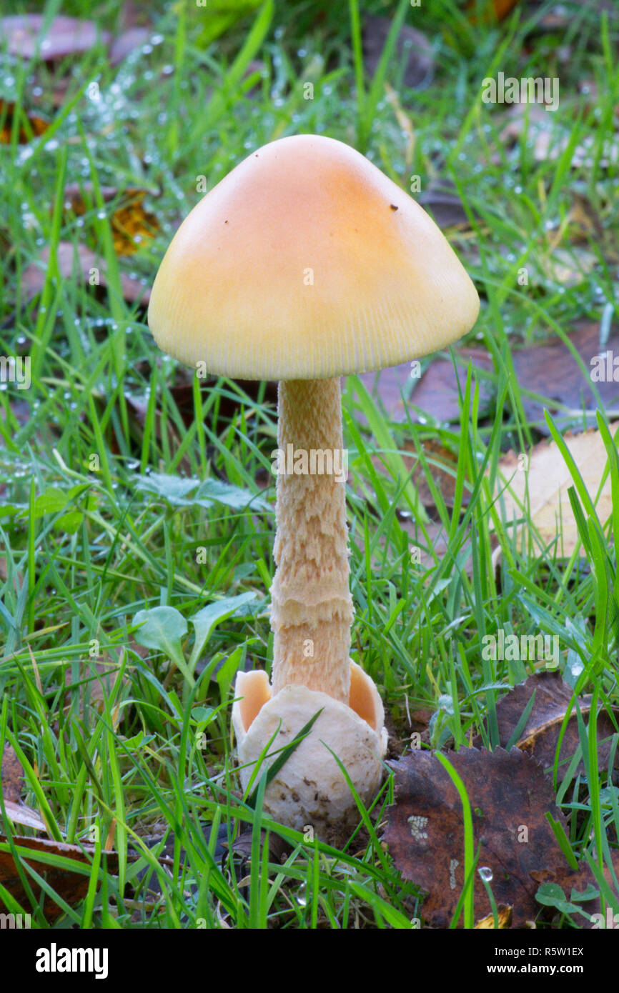 Amanita crocea, Arancione Grisette, funghi, toadstool, fungo, Ebernoe campo di cricket, Sussex, Ottobre Foto Stock