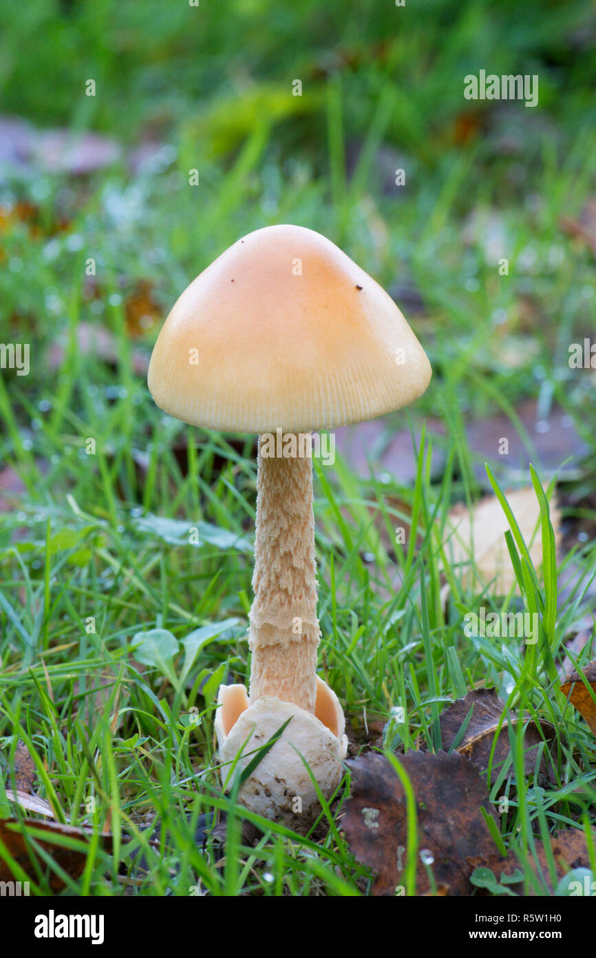 Amanita crocea, Arancione Grisette, funghi, toadstool, fungo, Ebernoe campo di cricket, Sussex, Ottobre Foto Stock