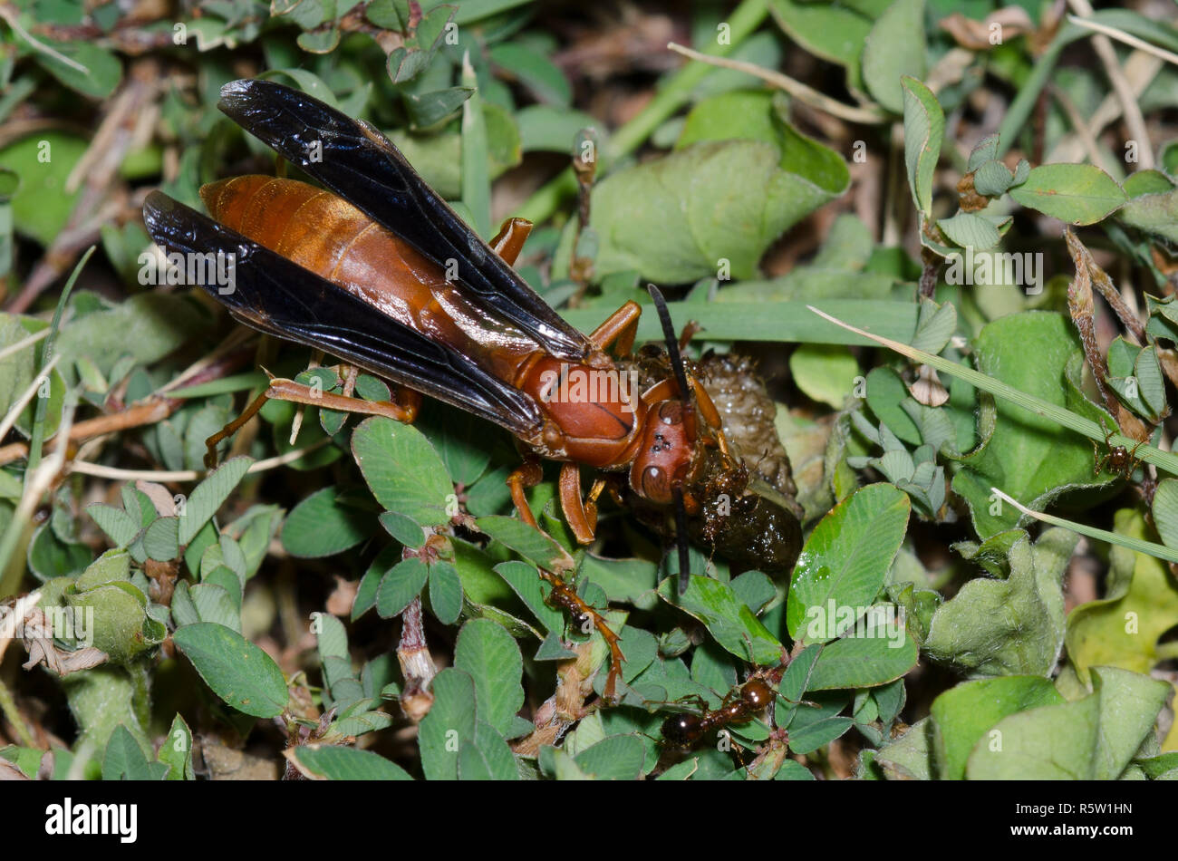 Carta Wasp, Polistes sp., spappolare grub preda mentre Southern Formiche, Solenopsis xyloni, interferire Foto Stock