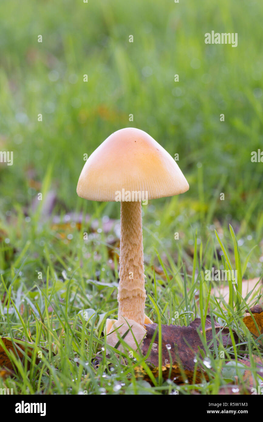 Amanita crocea, Arancione Grisette, funghi, toadstool, fungo, Ebernoe campo di cricket, Sussex, Ottobre Foto Stock