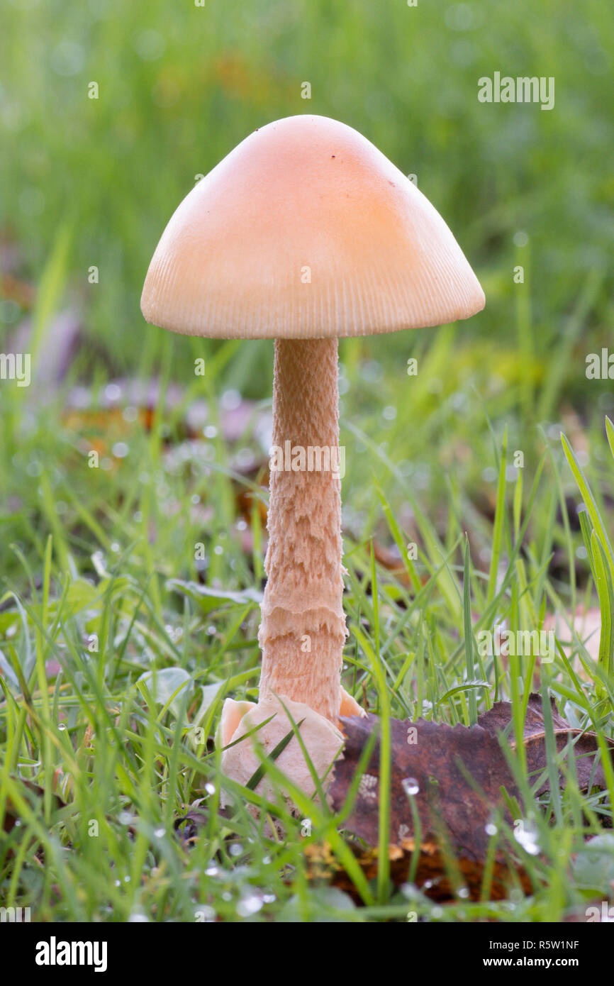Amanita crocea, Arancione Grisette, funghi, toadstool, fungo, Ebernoe campo di cricket, Sussex, Ottobre Foto Stock