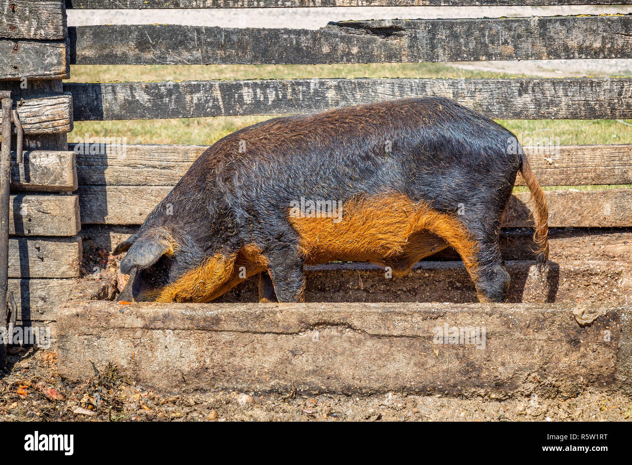 Tipica e speciale maiale ungherese la specie (Mangalica), il che significa che la cui carne contiene una quantità molto piccola di colesterolo Foto Stock