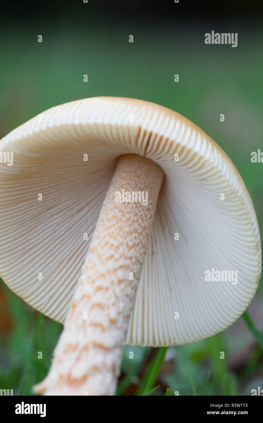 Le branchie di Amanita crocea, Arancione Grisette, funghi, toadstool, fungo, Ebernoe campo di cricket, Sussex, Ottobre Foto Stock