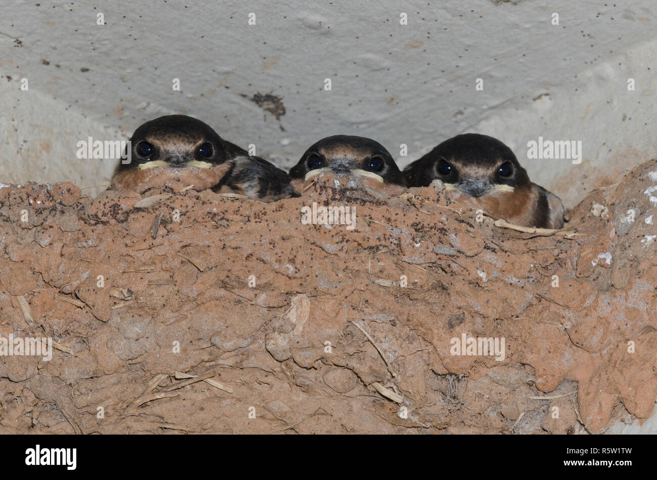 Rondini, Hirundo rustica, giovani nel nido di fango Foto Stock