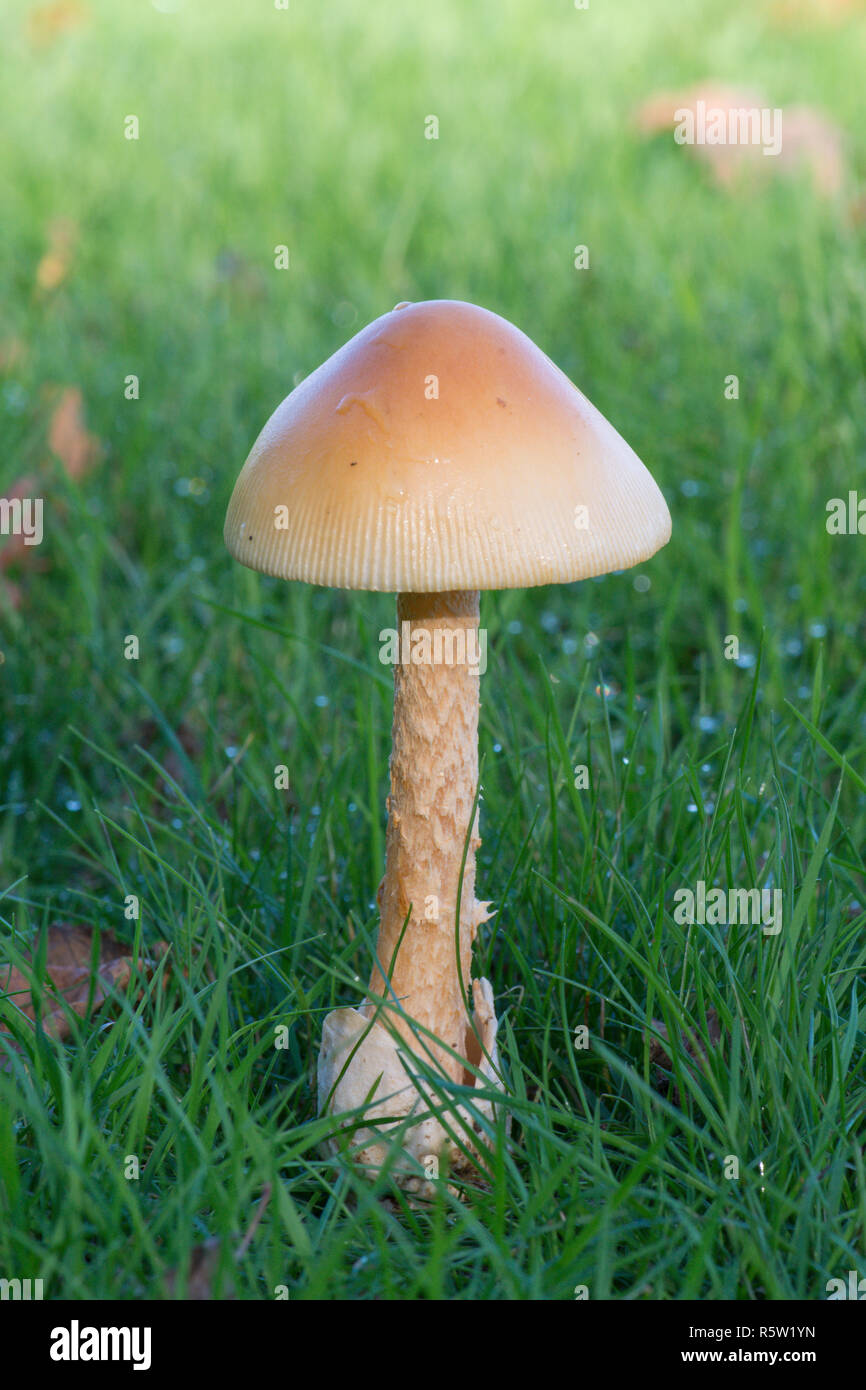 Amanita crocea, Arancione Grisette, funghi, toadstool, fungo, Ebernoe campo di cricket, Sussex, Ottobre Foto Stock