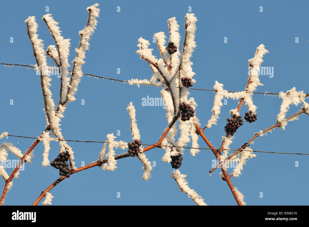 Vino di ghiaccio icewine vin de glace Foto Stock