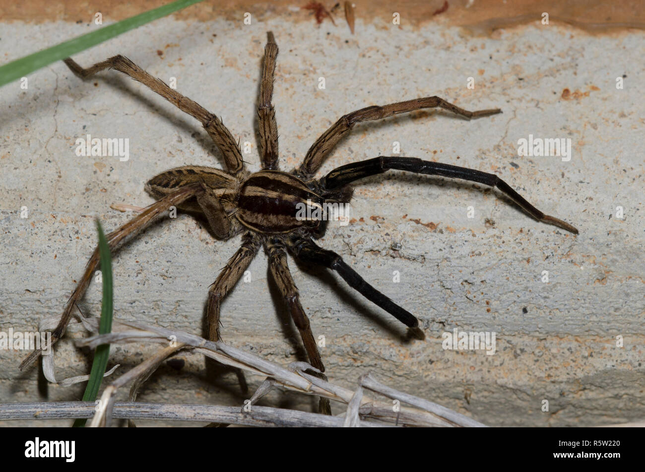 Lupo rabbioso Spider, Rabidosa rabida, maschio Foto Stock