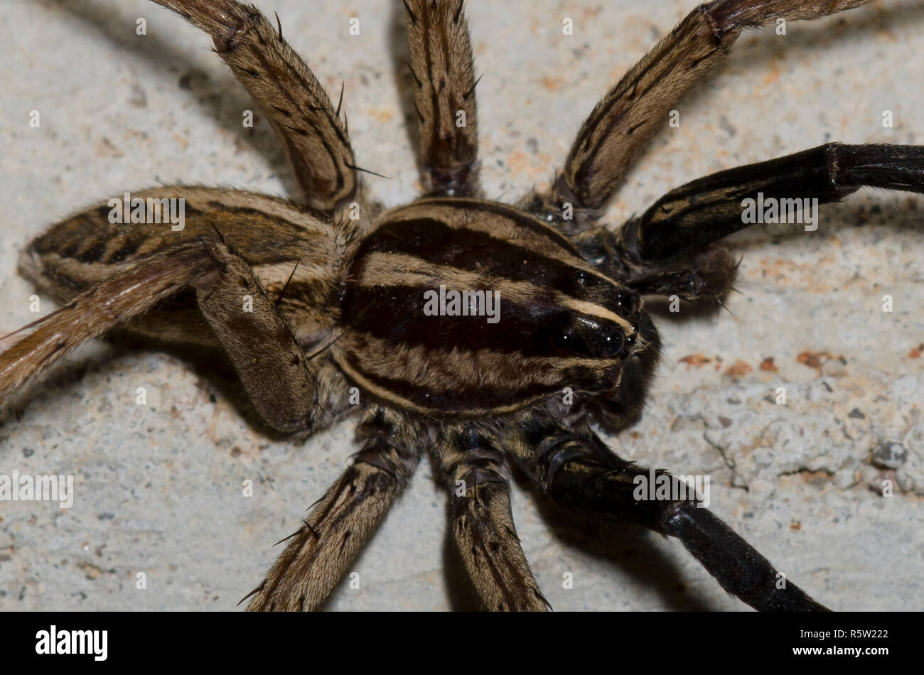 Lupo rabbioso Spider, Rabidosa rabida, maschio Foto Stock