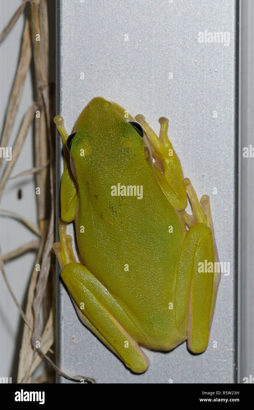 American ranocchio verde, Hyla cinerea, sulla costruzione Foto Stock