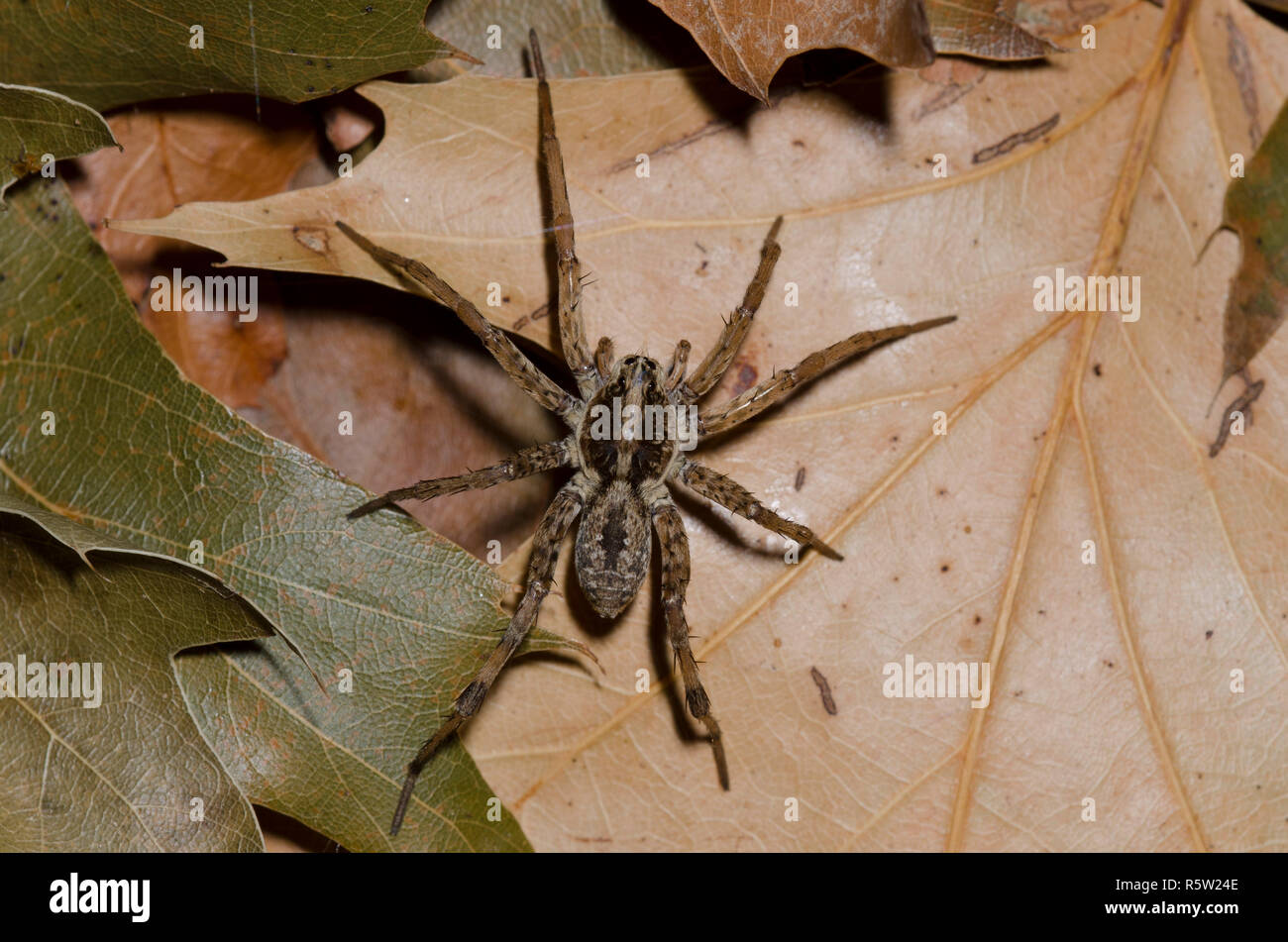 Wolf Spider, Hogna antelucana, in figliata di foglia Foto Stock