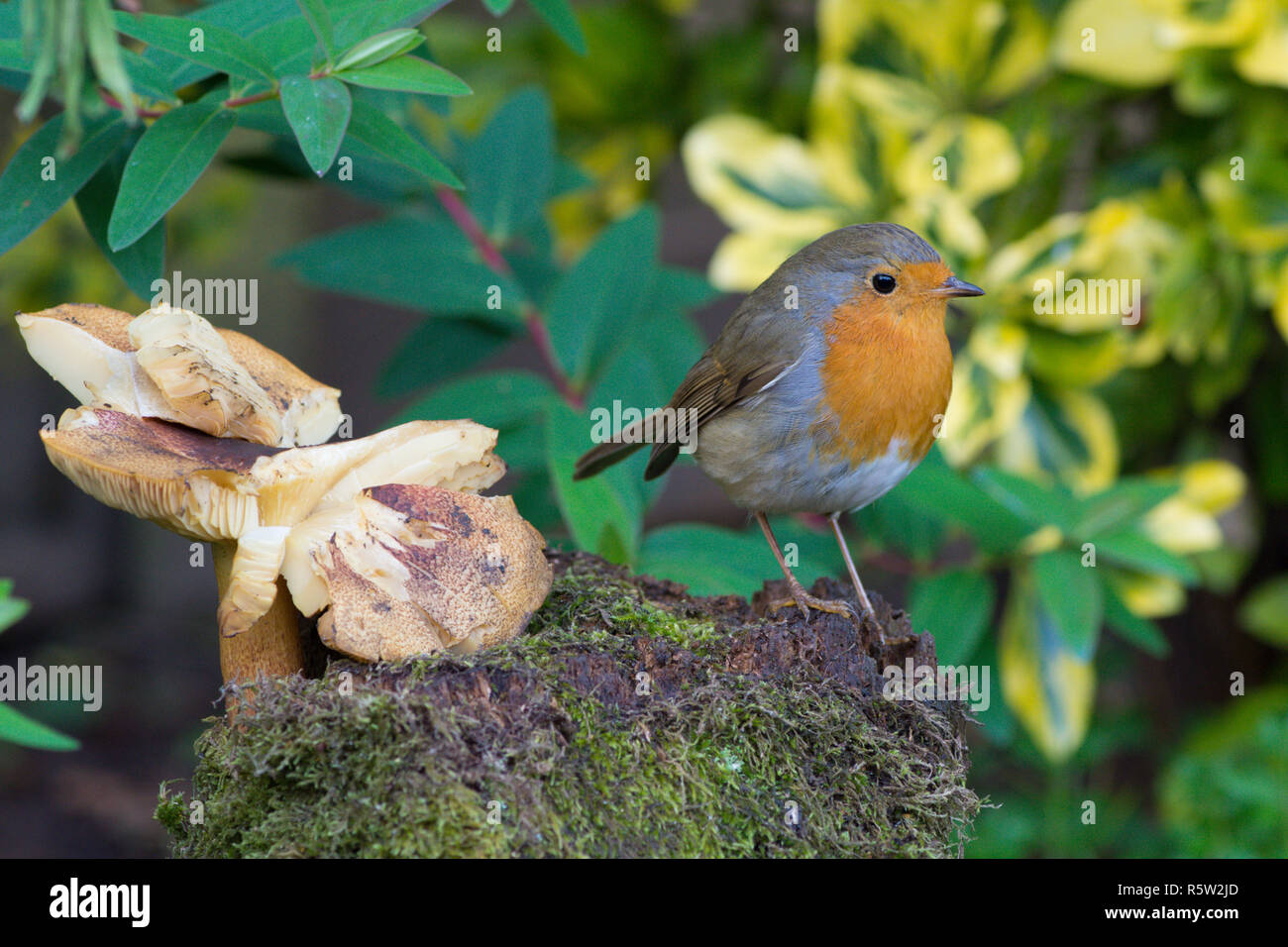 Robin, Europeo Robin, Erithacus rubecula, in piedi su un vecchio ceppo, log, accanto a un toadstool mushrrom in graden, Sussex, Regno Unito, nov. Foto Stock