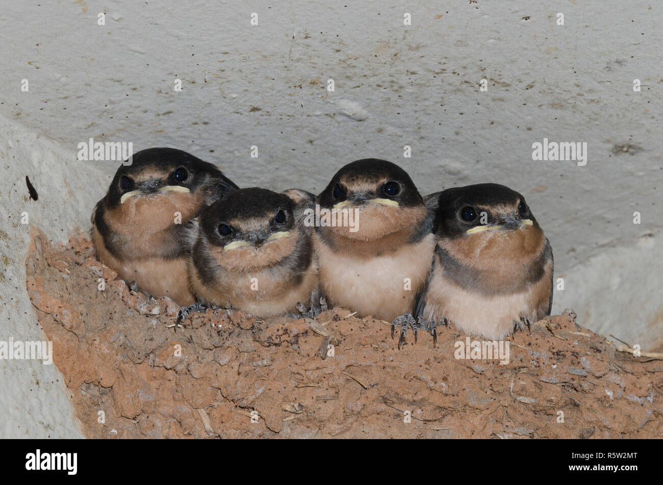 Rondini, Hirundo rustica, giovani nel nido di fango Foto Stock