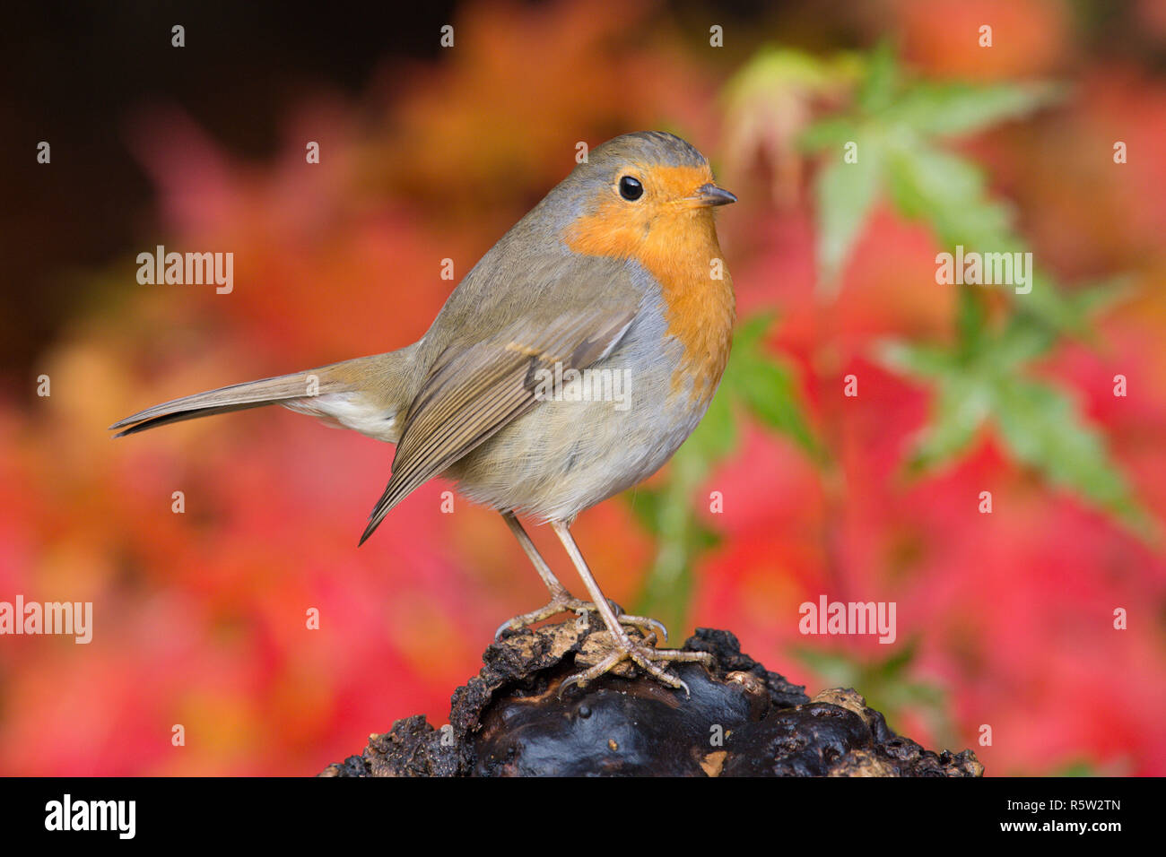 Robin, Europeo Robin, Erithacus rubecula, in piedi su un vecchio registro con foglie di autunno di Acer palmatum, Giapponese acero rosso e oro, Sussex, Regno Unito, nov. Foto Stock