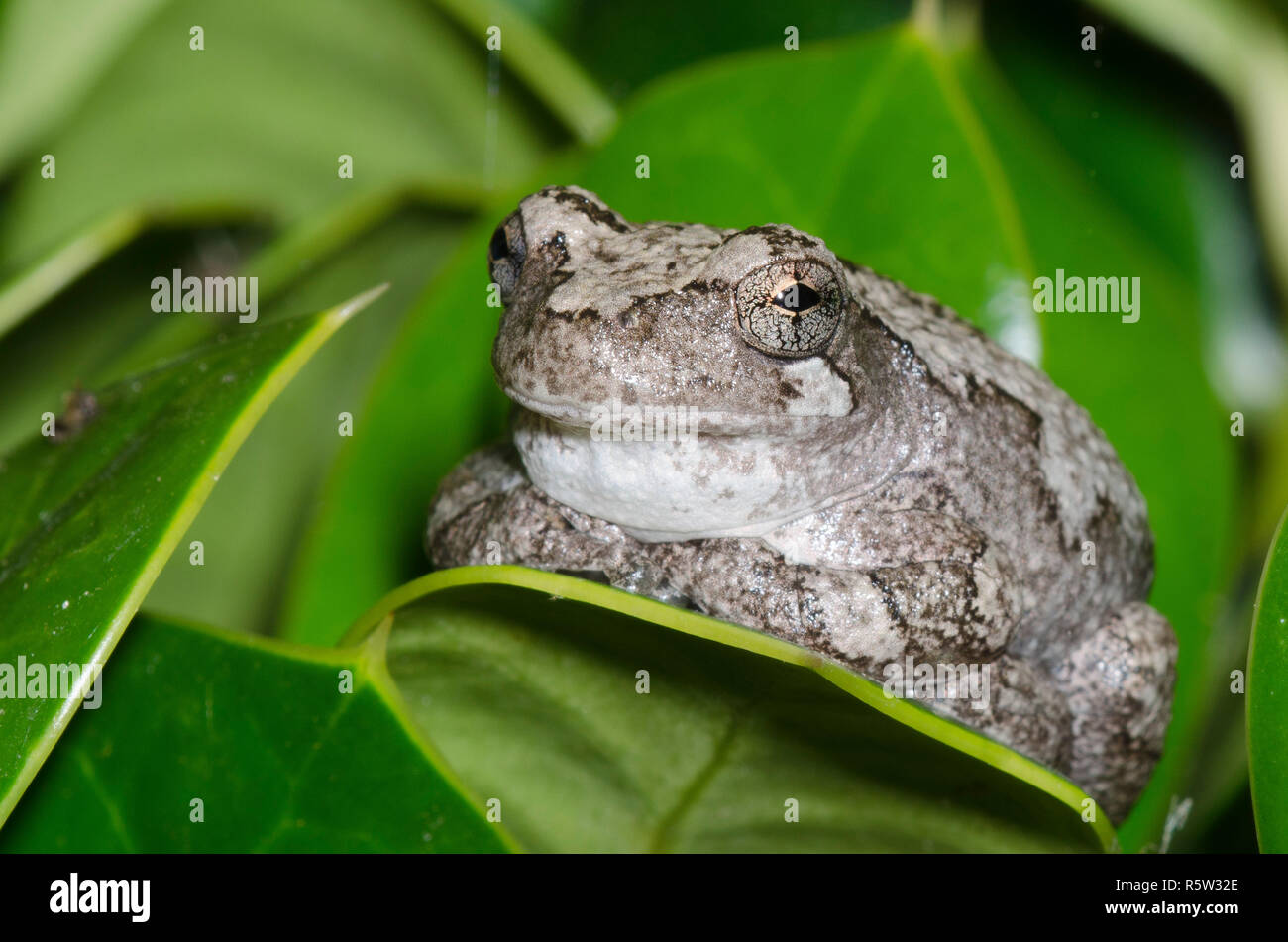 Grigio raganella, Hyla versicolor Foto Stock
