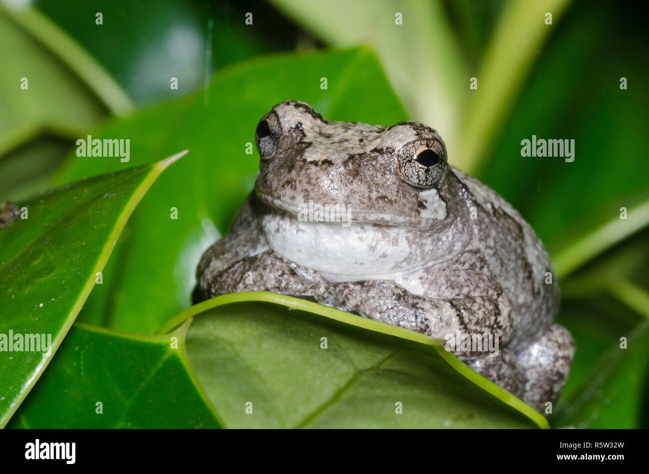 Grigio raganella, Hyla versicolor Foto Stock