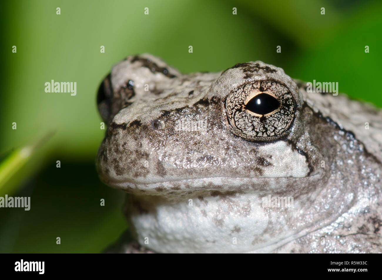Grigio raganella, Hyla versicolor Foto Stock