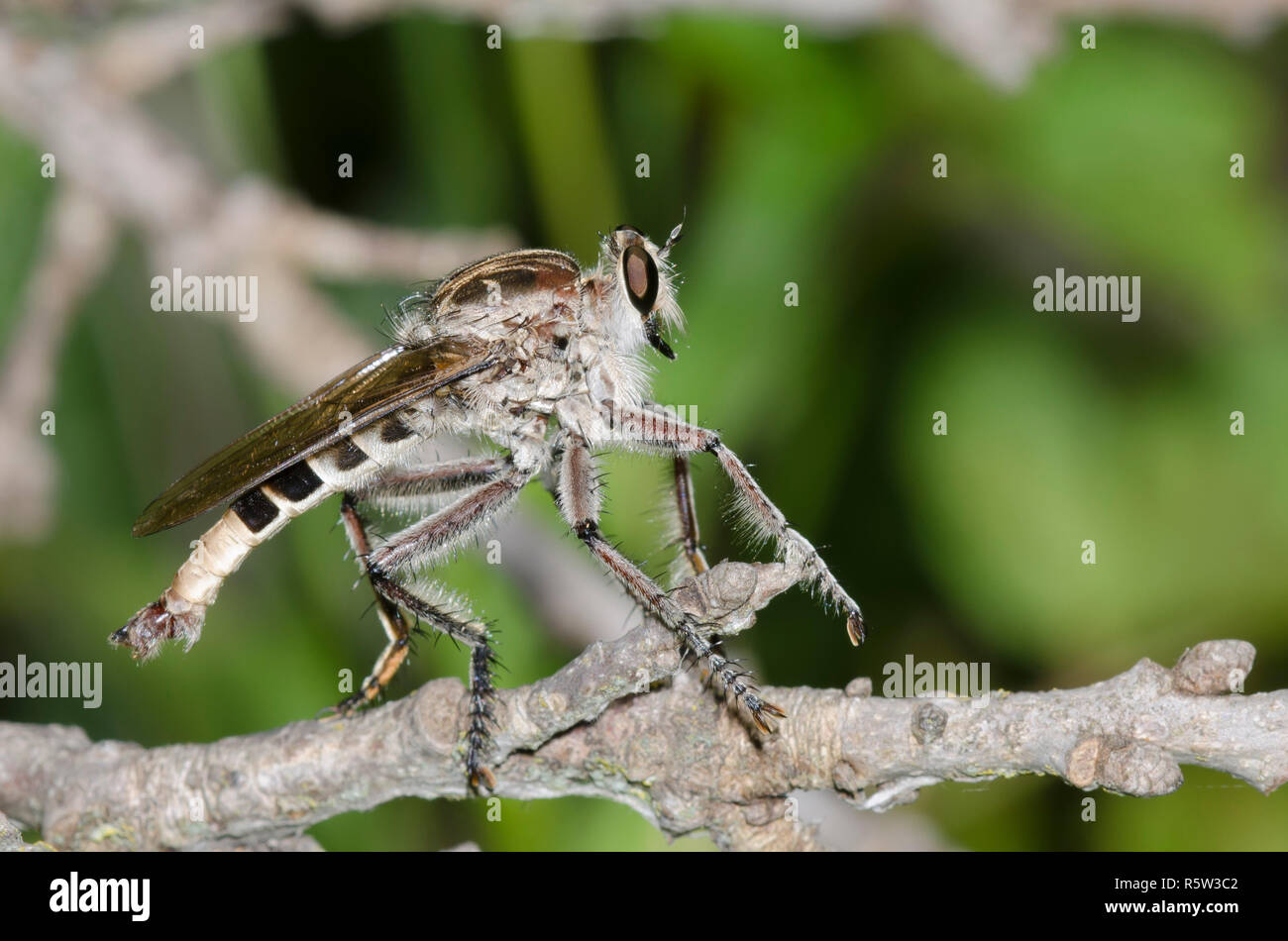 Robber Fly, Efferia sp., maschio Foto Stock