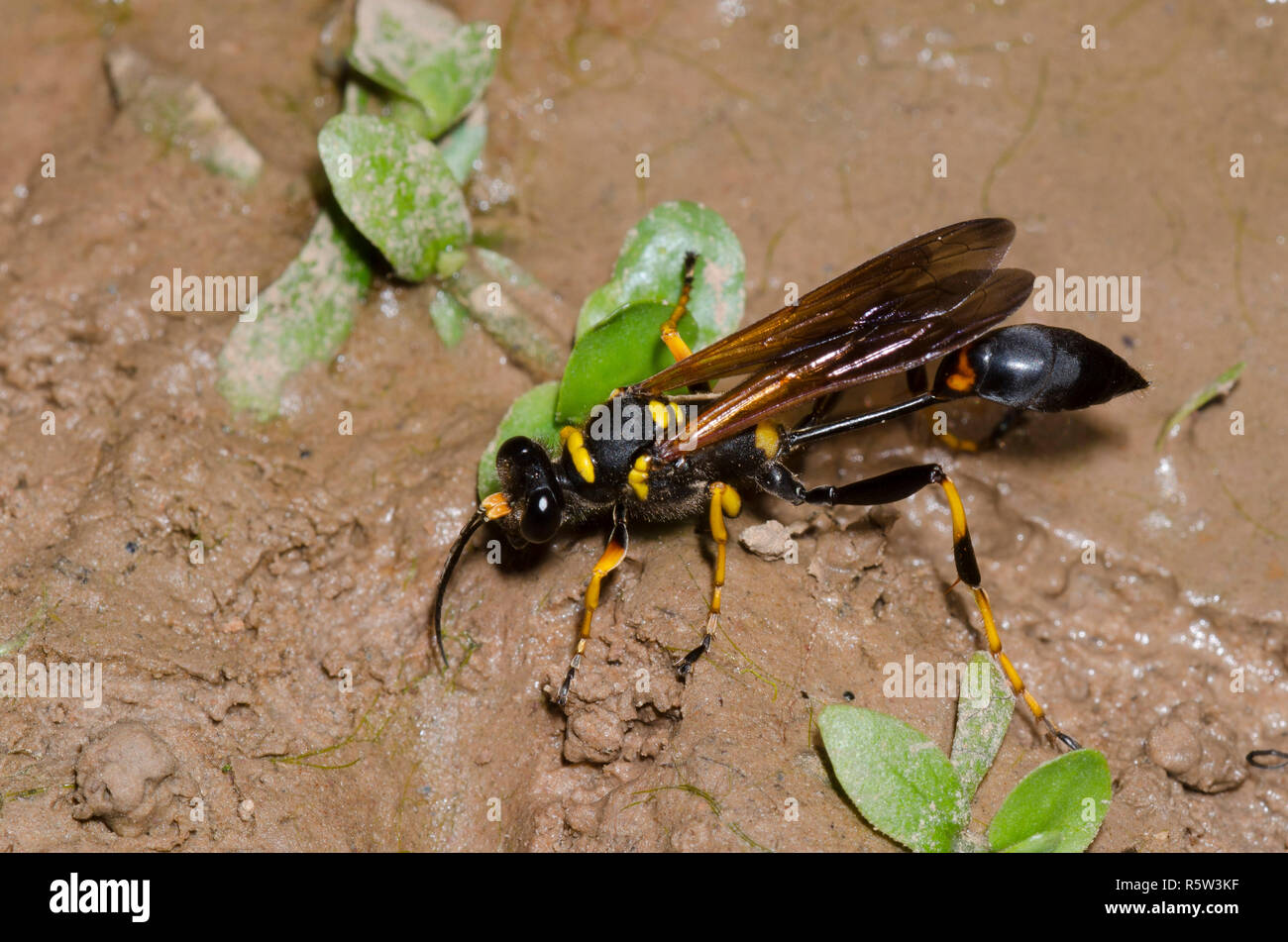 Nero e Giallo Dauber fango, Sceliphron caementarium Foto Stock