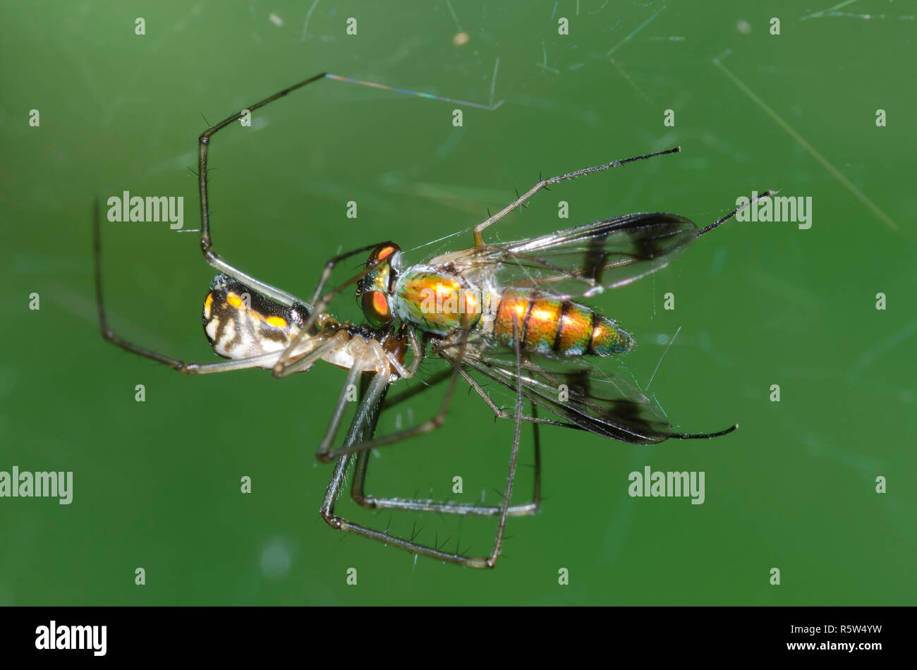 Sheetweb Spider, sottofamiglia Linyphiinae, catturando longlegged fly, Condylostylus sp., preda Foto Stock