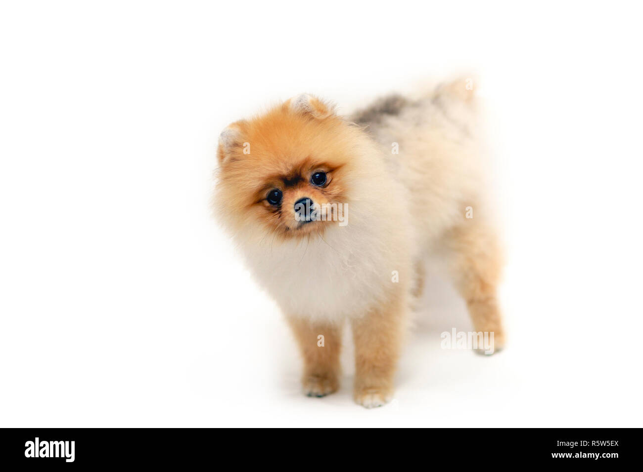 Cane di Pomerania sorge sul terreno bianco, marrone chiaro cane Foto Stock
