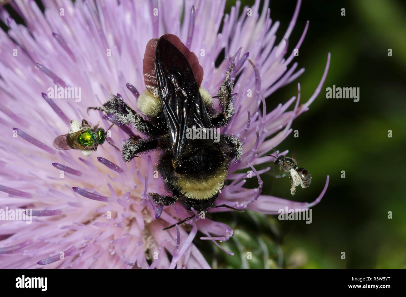 American Bumble Bee, Bombus pensylvanicus e due API di sudore, Famiglia Halictidae, su alti thistle, Cirsium altissimum Foto Stock