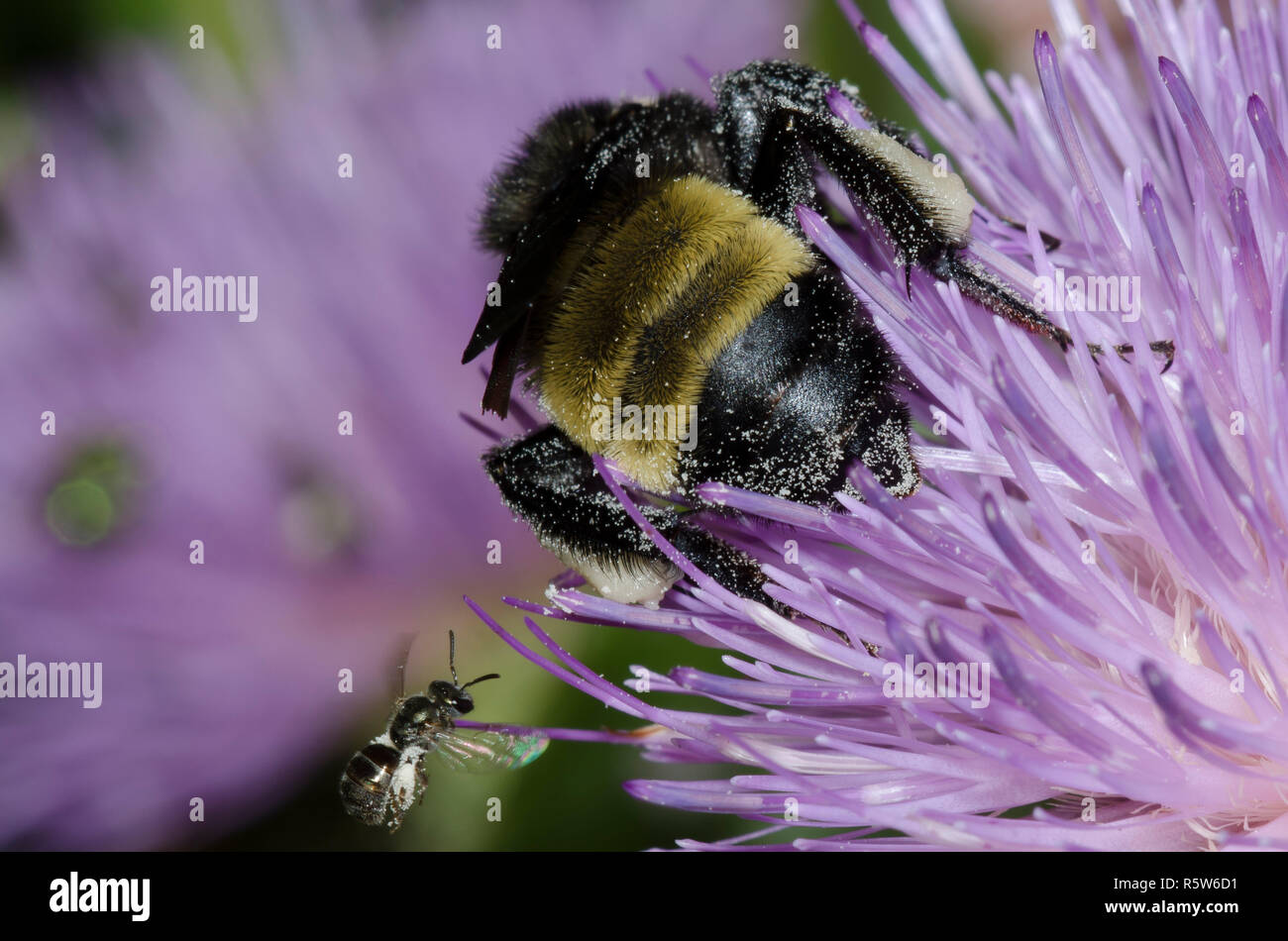 American Bumble Bee, Bombus pensylvanicus e sudore Bee, Famiglia Halictidae (in volo), su alti thistle, Cirsium altissimum Foto Stock