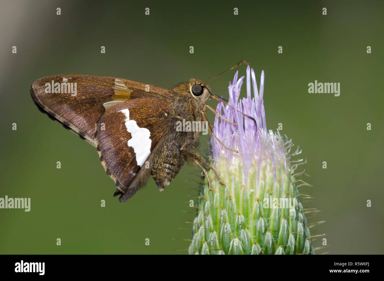 Argento-spotted Skipper, Epargyreus clarus, su alti thistle, Cirsium altissimum Foto Stock