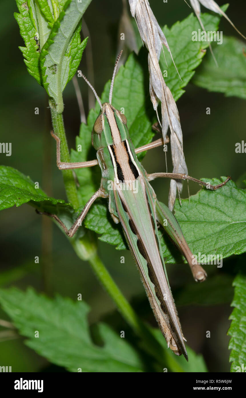 Ammirevole Grasshopper, Syrbula admirabilis, femmina Foto Stock