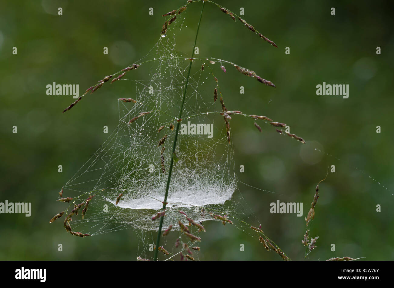 Ciotola e Centrino Web, sottofamiglia Linyphiinae, con la rugiada Foto Stock